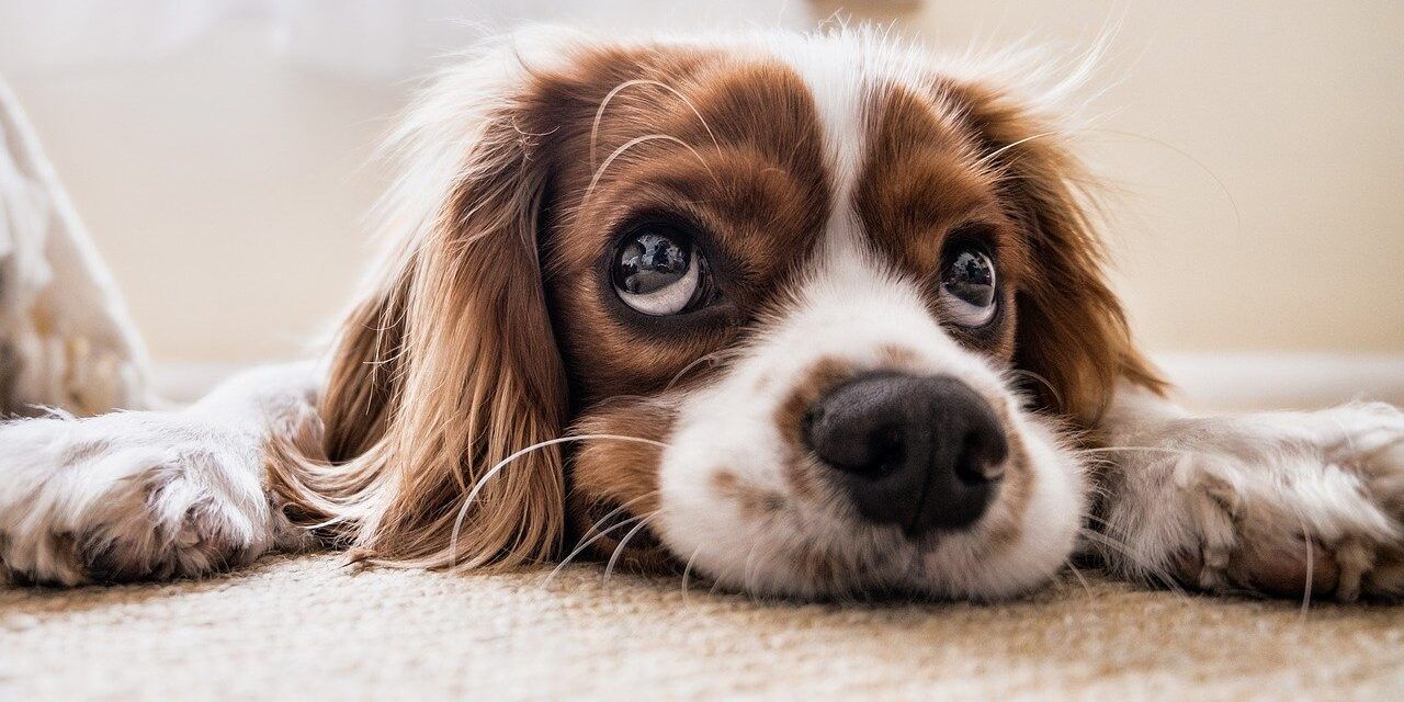 ¿Me puede prohibir mi casero tener una mascota en casa?