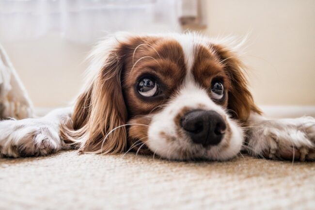 ¿Me puede prohibir mi casero tener una mascota en casa?