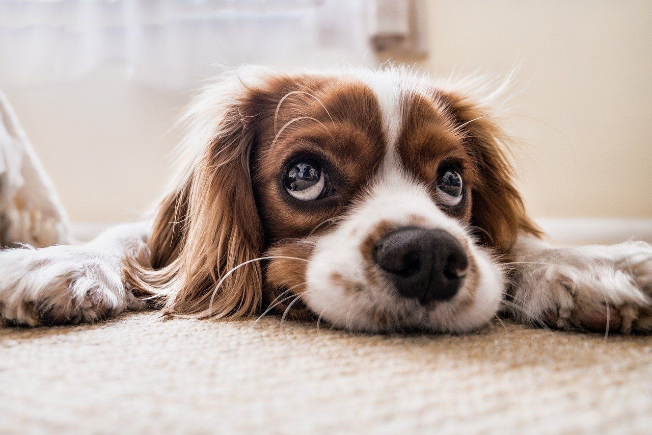 ¿Me puede prohibir mi casero tener una mascota en casa?