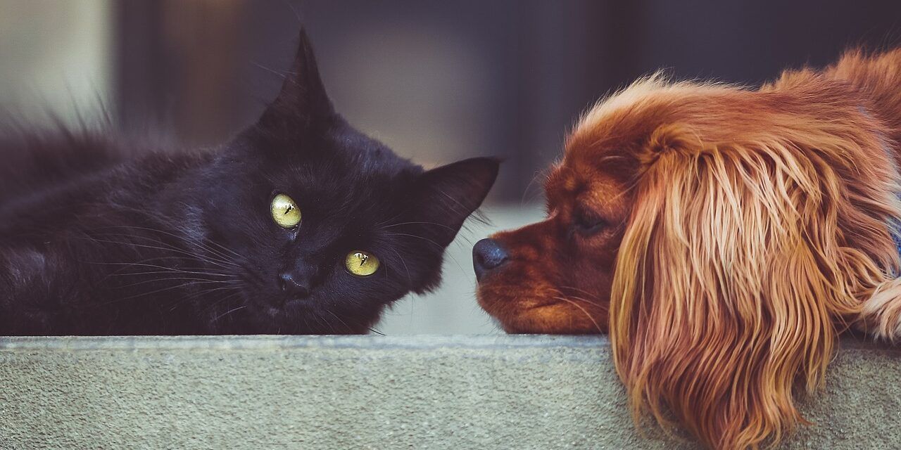 Las mascotas en las comunidades de vecinos
