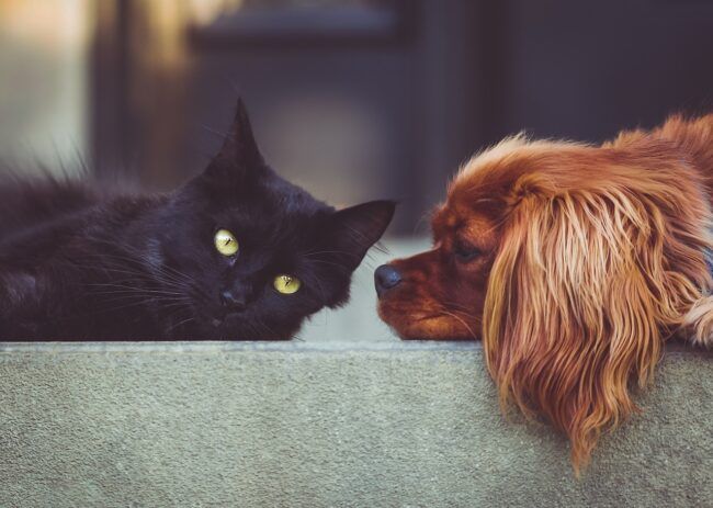 Las mascotas en las comunidades de vecinos
