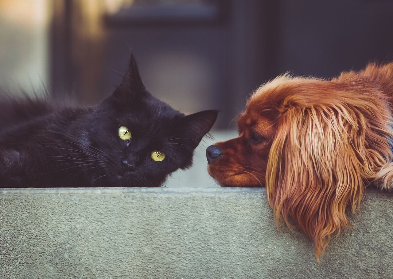 Las mascotas en las comunidades de vecinos