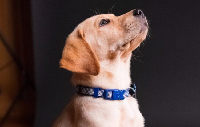 Seguro de hogar y mascotas, qué cubre y qué no