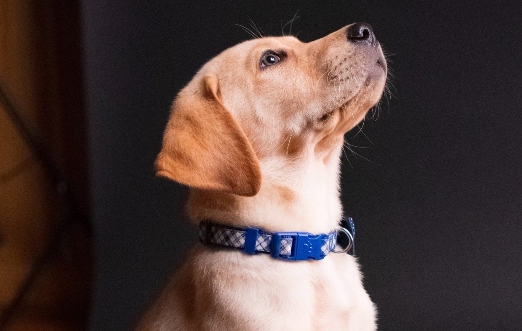 Seguro de hogar y mascotas, qué cubre y qué no